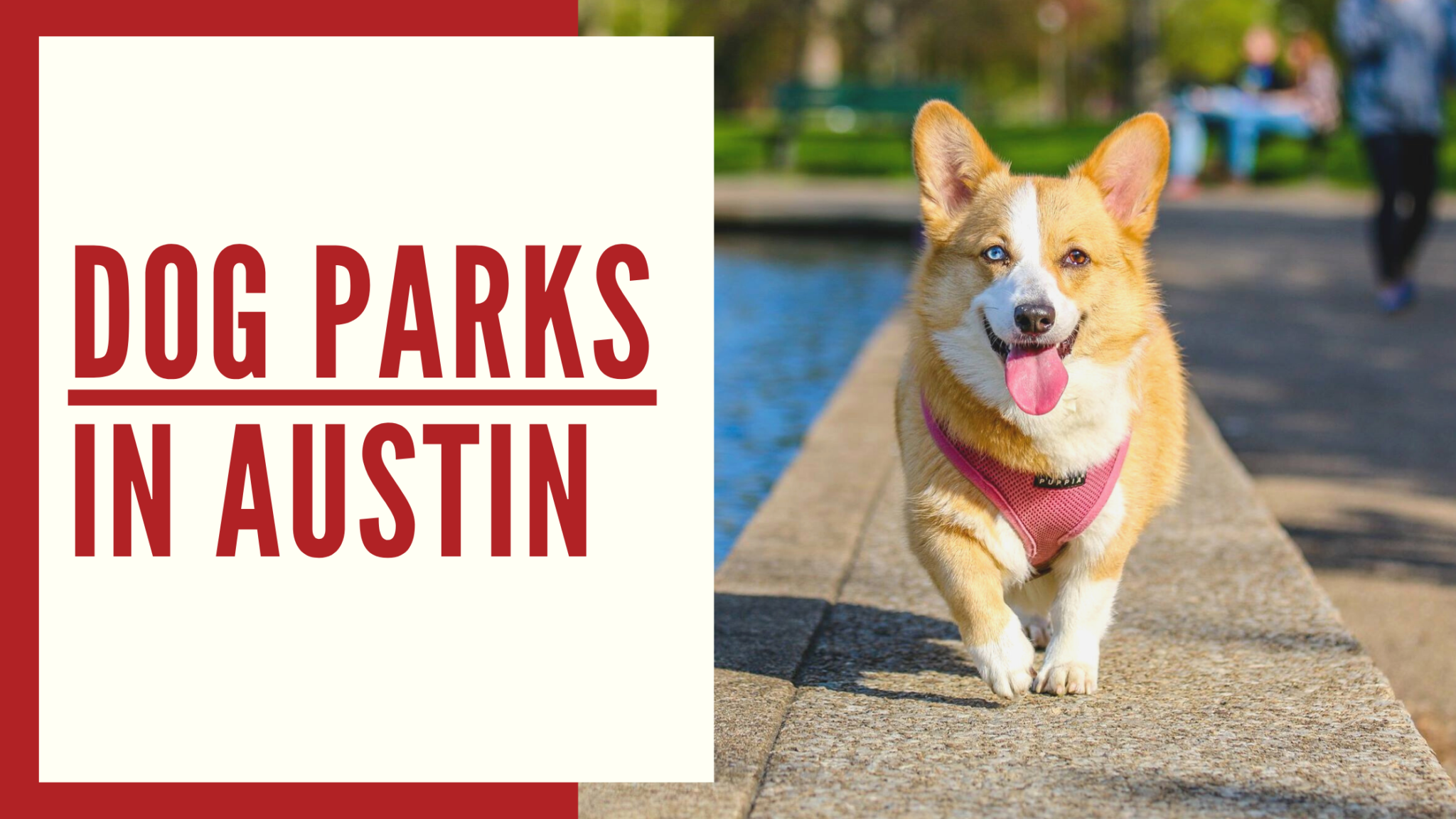 Best Dog Parks In Austin - Off-Leash Dog Parks